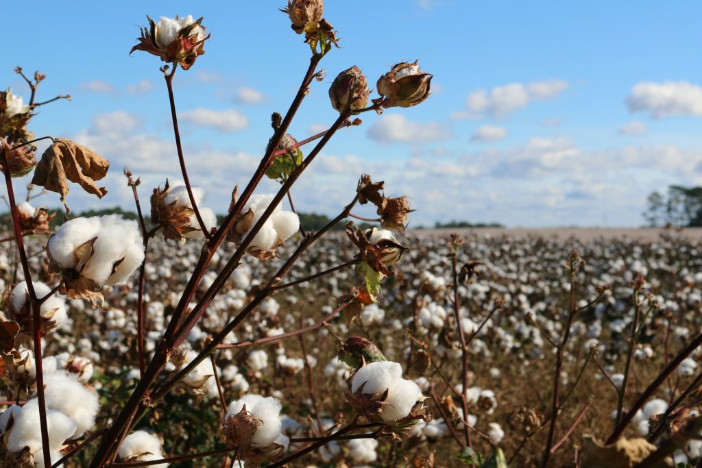 the-agribiz:-os-caminhos-da-brado-para-garantir-novos-destinos-para-o-algodao