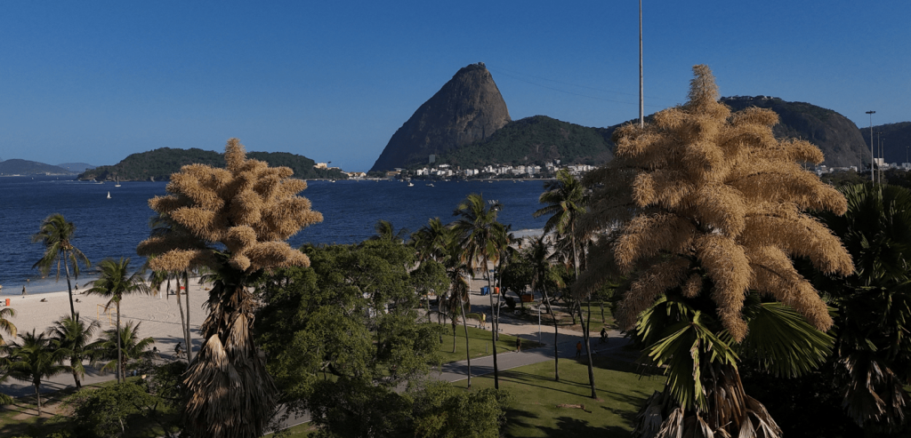 decadas-apos-plantadas,-palmeiras-raras-florescem-pela-primeira-e-ultima-vez-no-rio
